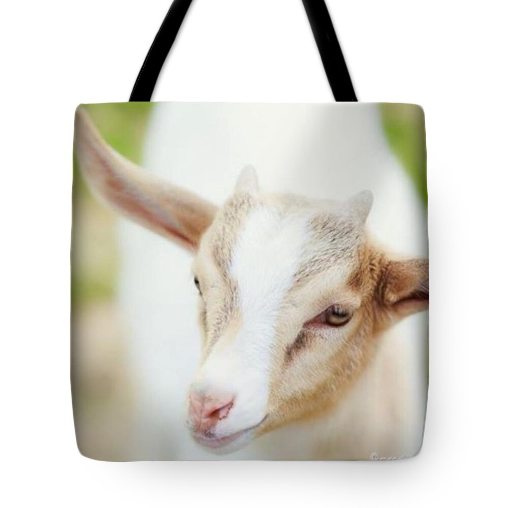 Tierkinder Tote Bag featuring the photograph #goat #baby #tierkinder #spring by Mandy Tabatt