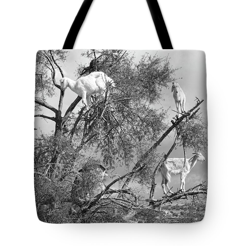 Morocco Tote Bag featuring the photograph Goats in Tree BW by Chuck Kuhn
