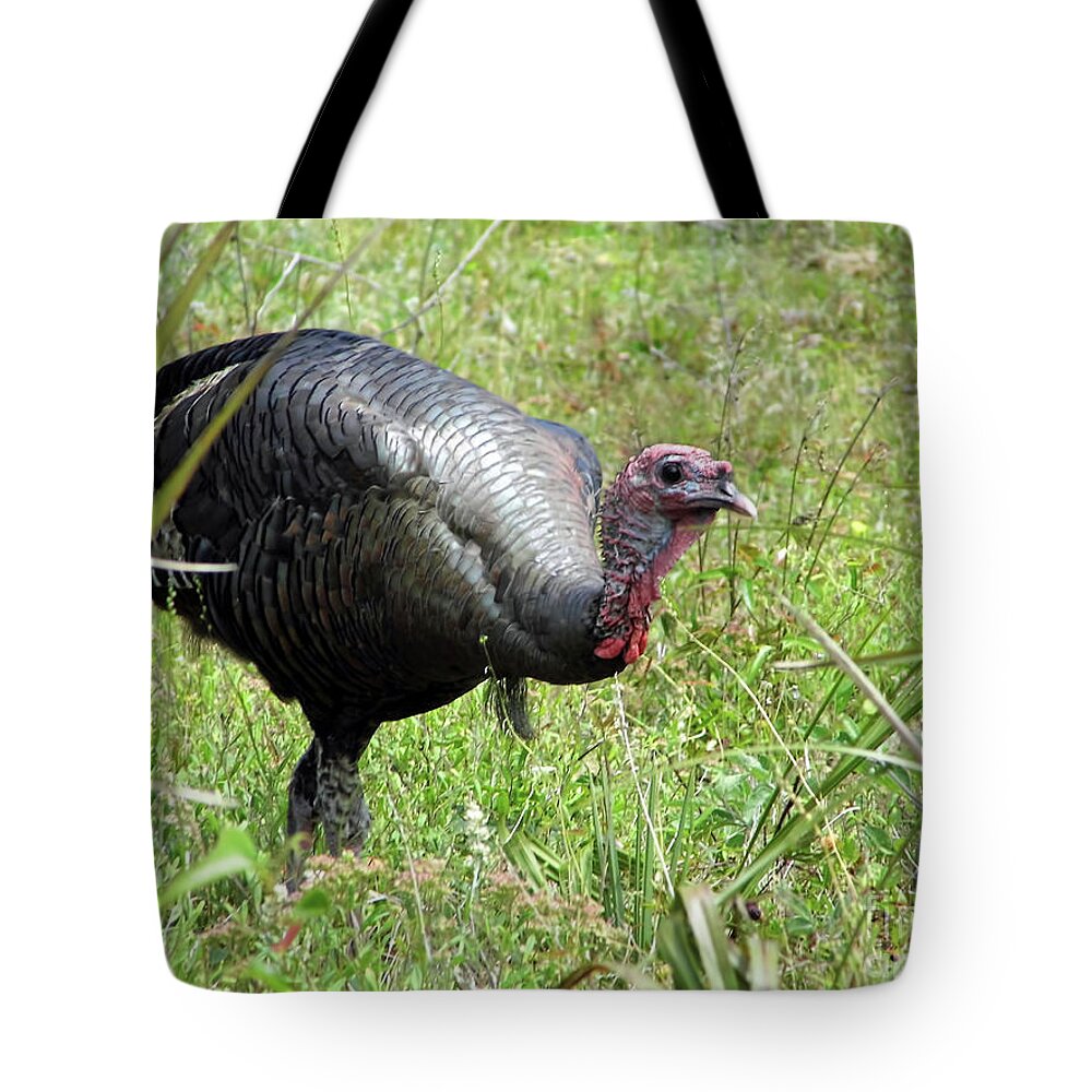 Turkey Tote Bag featuring the photograph Gobbler by D Hackett