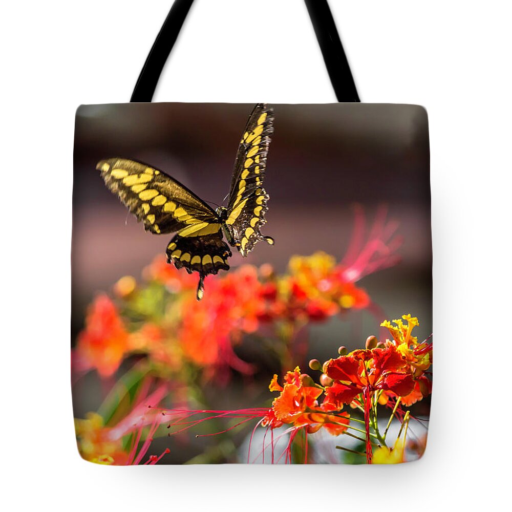 Butterfly Tote Bag featuring the photograph Going for a Landing by Leticia Latocki