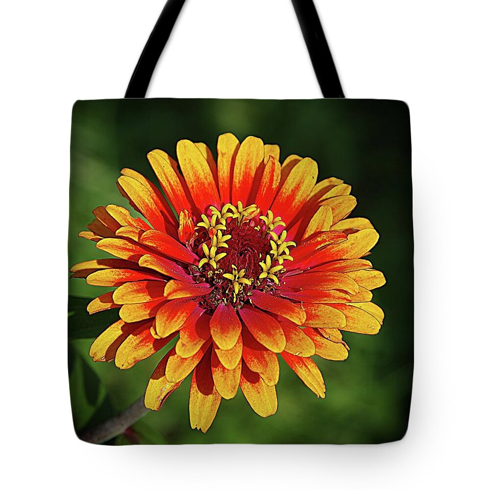 Gold And Orange Zinnia Tote Bag featuring the photograph Going for the Gold by Karen McKenzie McAdoo