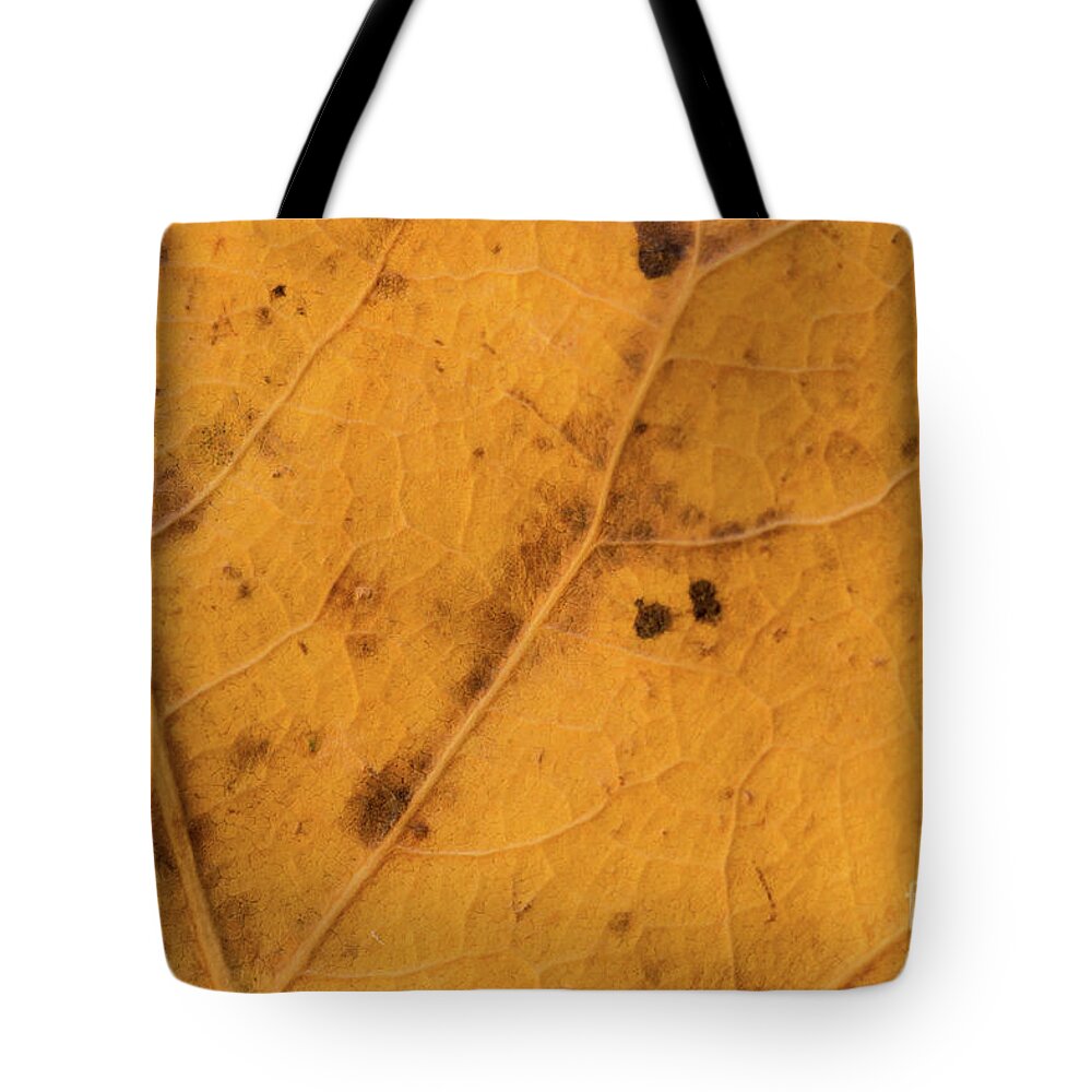 Fall Tote Bag featuring the photograph Gold Leaf Detail by Ana V Ramirez