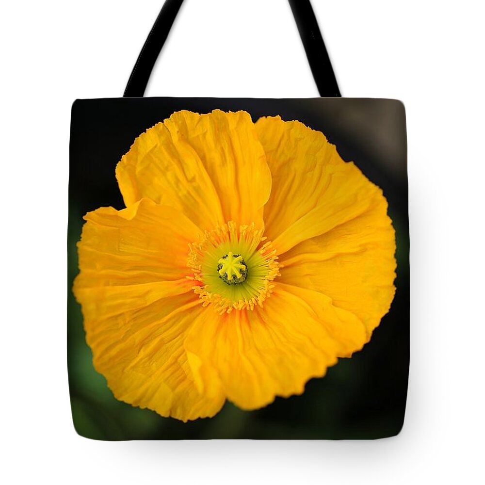 Gold Poppy Tote Bag featuring the photograph Gold poppy by Lynn Hopwood