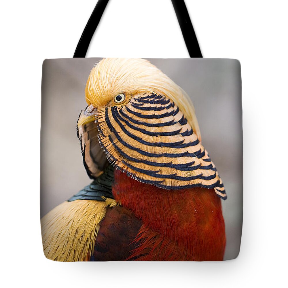 Red Tote Bag featuring the photograph Golden Boy by Douglas Kikendall