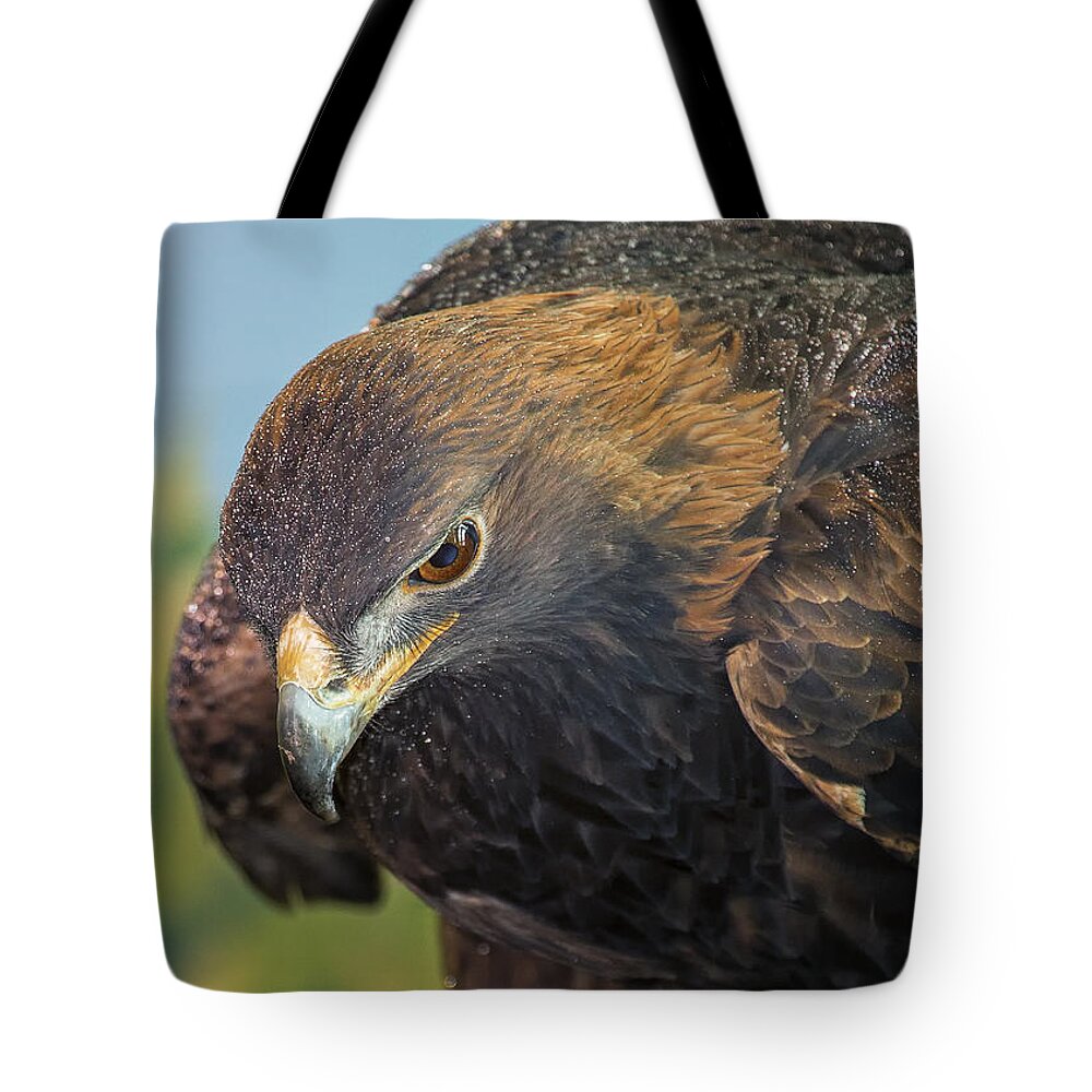 Eagle Tote Bag featuring the photograph Golden Eagle by Bill and Linda Tiepelman