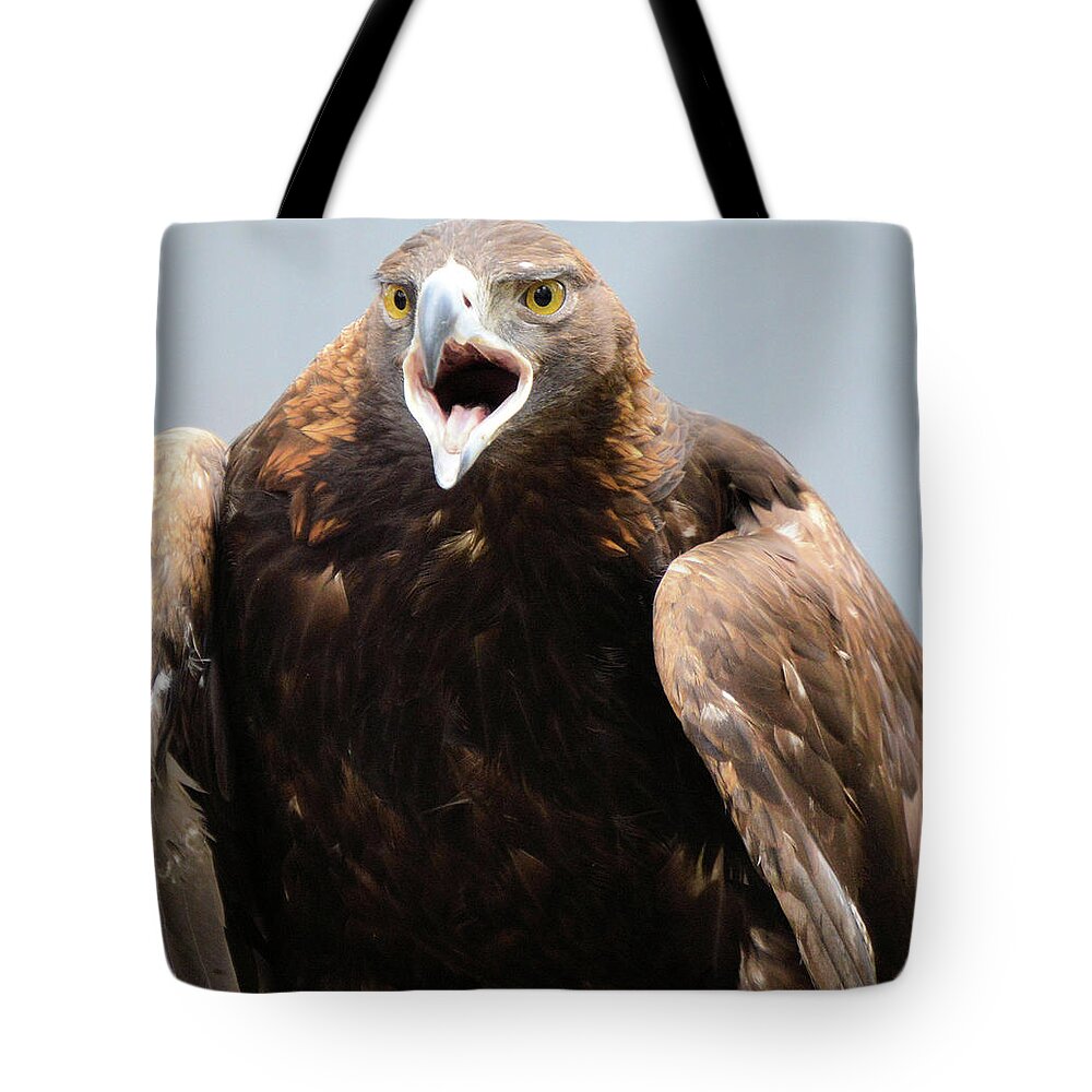 Eagles Tote Bag featuring the photograph Golden Eagle by Charles HALL