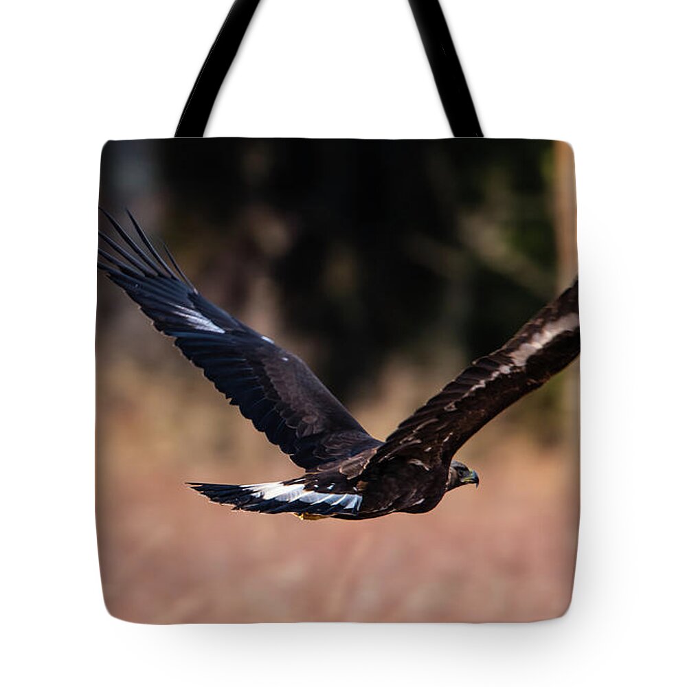 Golden Eagle Tote Bag featuring the photograph Golden Eagle flying by Torbjorn Swenelius