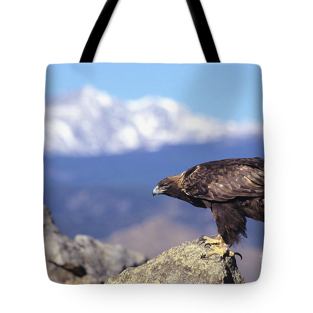 Animal Art Tote Bag featuring the photograph Golden Eagle by John Hyde - Printscapes