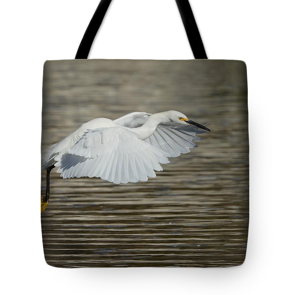 Snowy Egret Tote Bag featuring the photograph Golden Flight by Fraida Gutovich