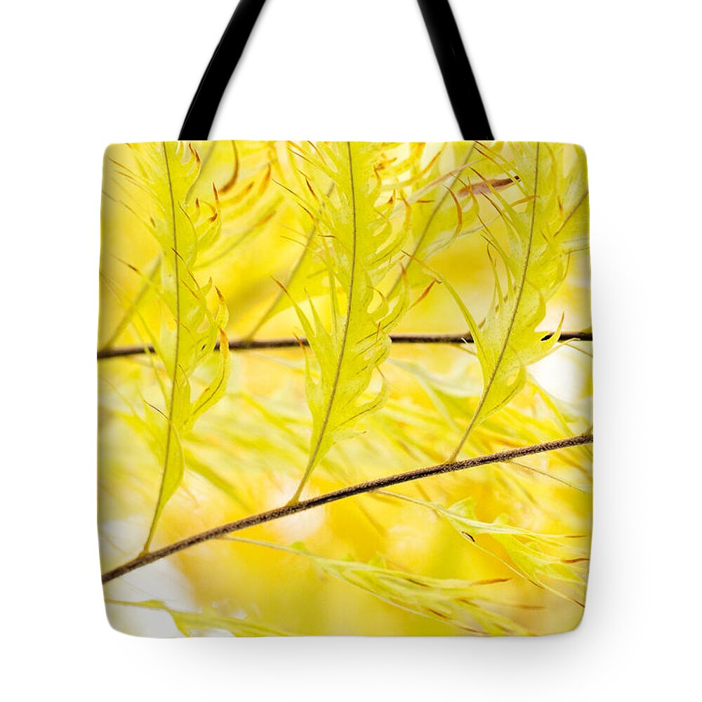 Botanic Gardens Tote Bag featuring the photograph Golden Fronds of Tropical Ferns by Marilyn Cornwell