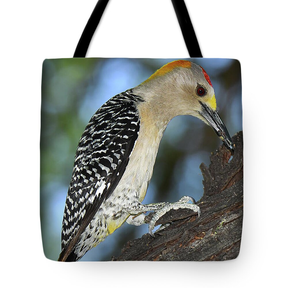 Bird Tote Bag featuring the photograph Golden-fronted Woodpecker by Alan Lenk