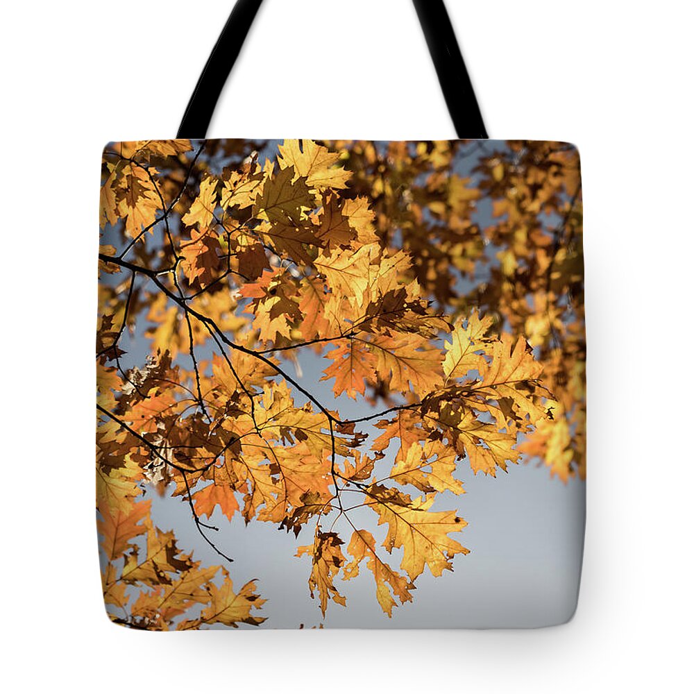 Golden Glow Tote Bag featuring the photograph Golden Glow - by Julie Weber