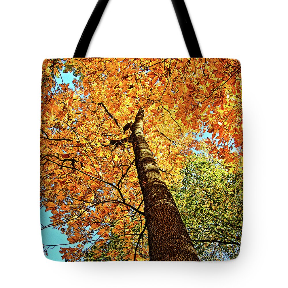 Hickory Tree Tote Bag featuring the photograph Golden Hickory by Peg Runyan