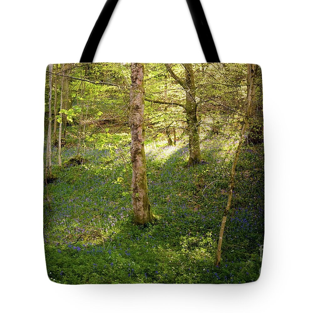 Bolton Abbey Tote Bag featuring the photograph Golden hour in the woods by Mariusz Talarek