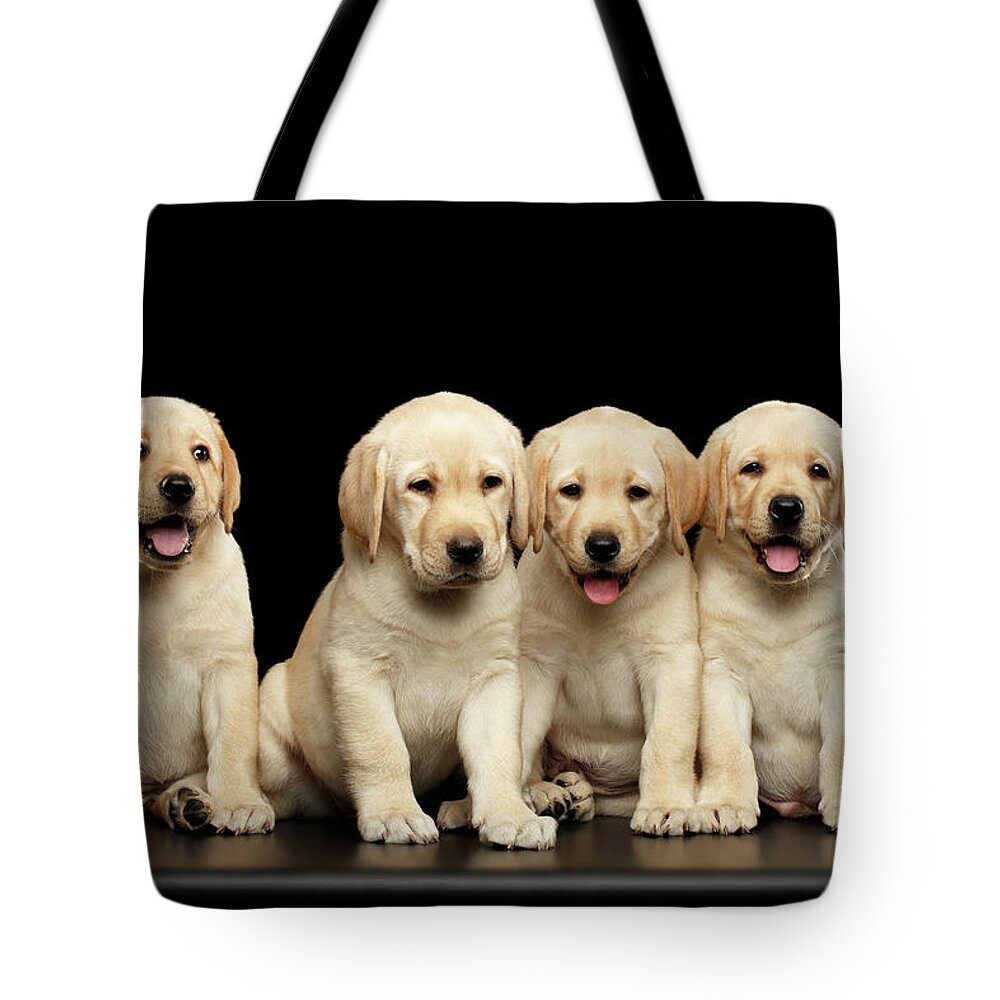 Puppy Tote Bag featuring the photograph Golden Labrador Retriever puppies isolated on black background by Sergey Taran