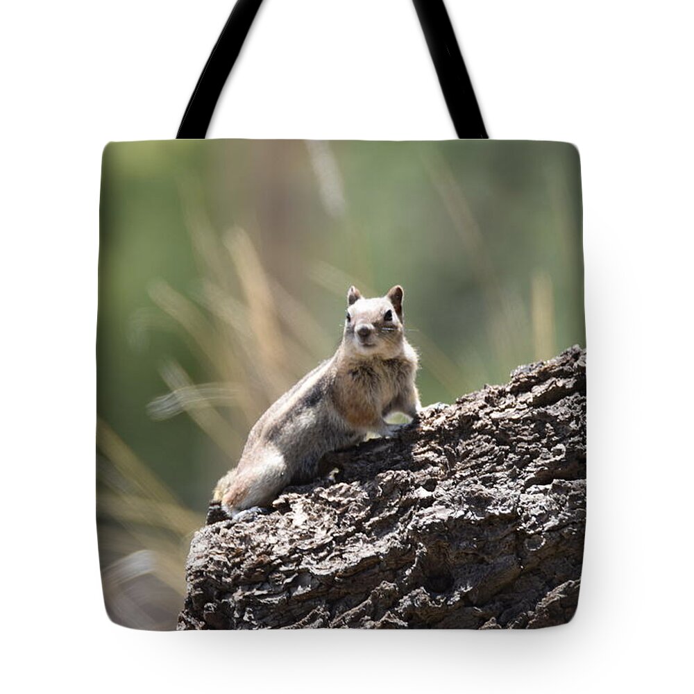 Golden Mantled Squirrel Tote Bag featuring the photograph Golden Mantled Ground Squirrel by Margarethe Binkley