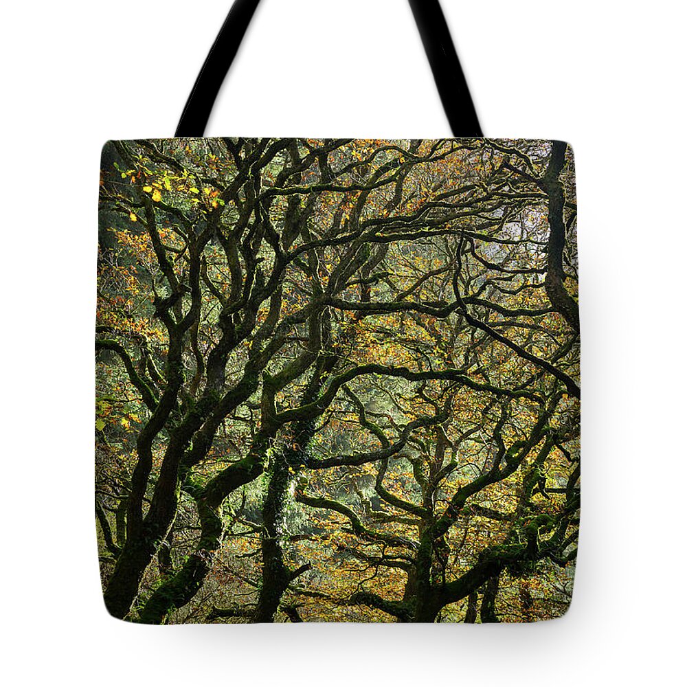 Oak Trees Tote Bag featuring the photograph Golden Oaks by Andy Myatt