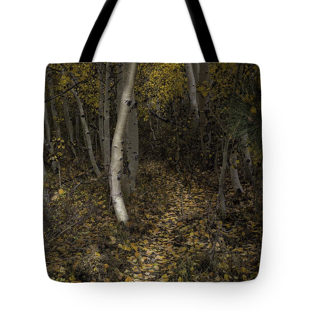 Aspen Tote Bag featuring the photograph Golden Path by Dusty Wynne