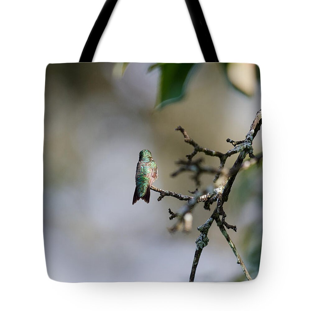 Hummingbird Tote Bag featuring the photograph Out on a Limb by Kristin Hatt