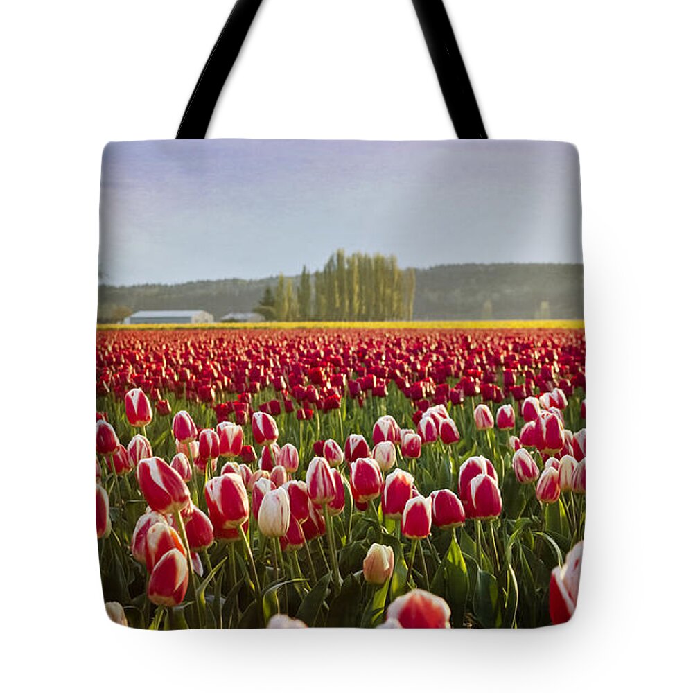 La Conner Tote Bag featuring the photograph Golden Sunset Across the Tulip Fields by Maria Janicki