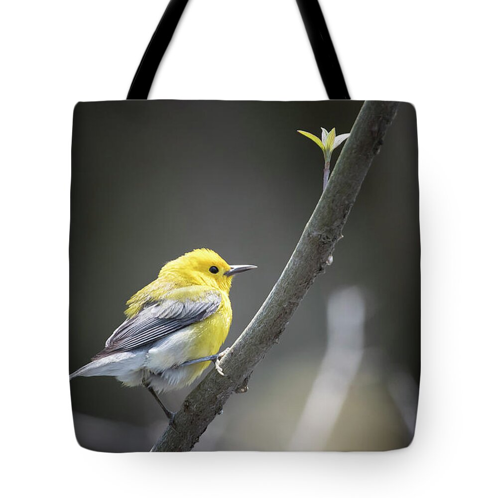 Canada Tote Bag featuring the photograph Golden Swamp Warbler by Gary Hall
