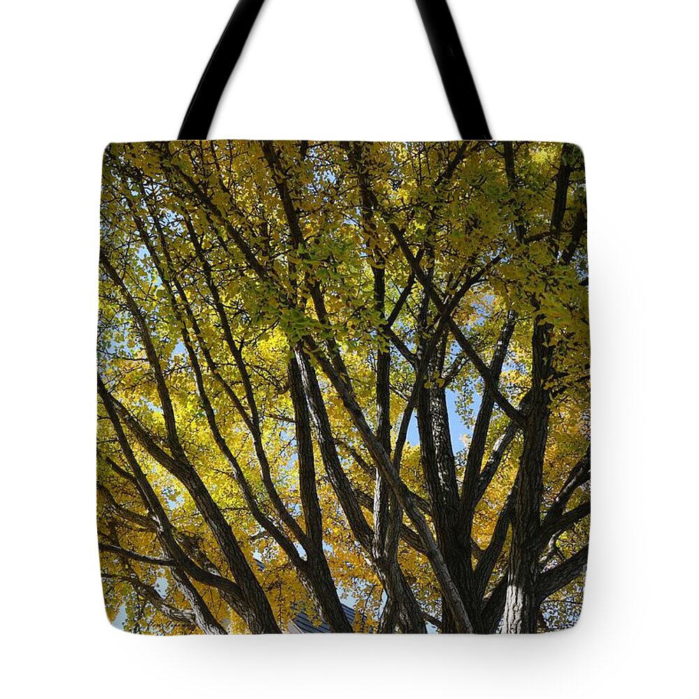 Trees Tote Bag featuring the photograph Golden Tree by Yumi Johnson