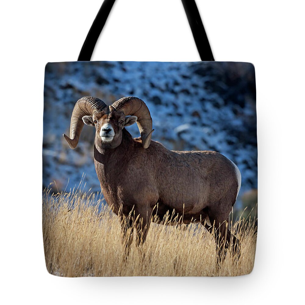 Mark Miller Photos Tote Bag featuring the photograph Golden Winter Day Ram by Mark Miller
