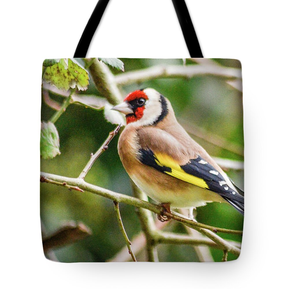 Goldfinch Tote Bag featuring the photograph Goldfinch by Joe Ormonde