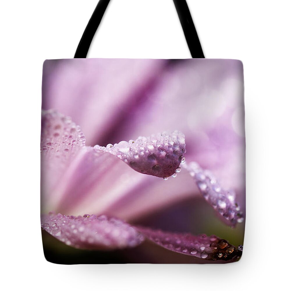 Purple Daisy Tote Bag featuring the photograph Good Morning Wishes 2 by Mike Eingle