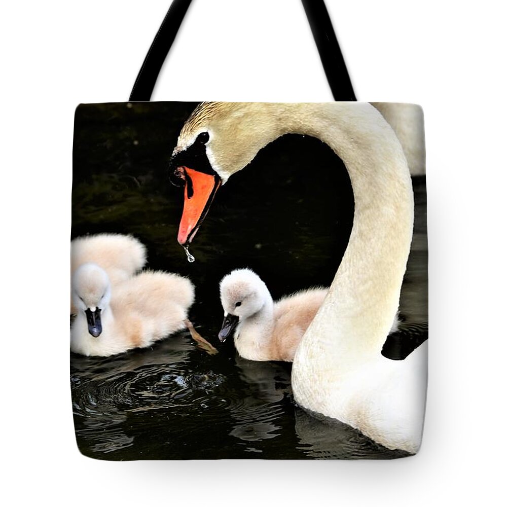 Swans Tote Bag featuring the photograph Good parenting by Chuck Brown