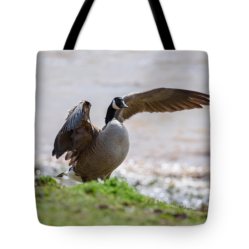 Goose Tote Bag featuring the photograph Goose by Holden The Moment