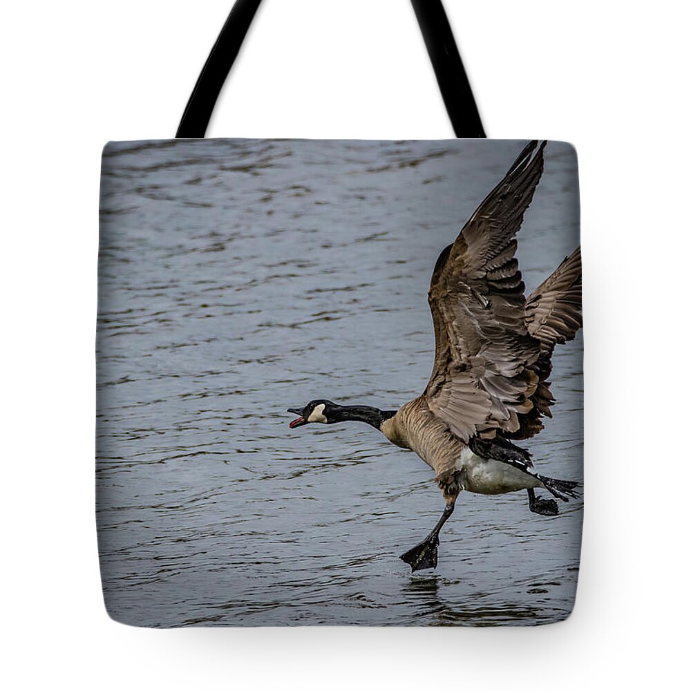 Canada Goose Tote Bag featuring the photograph Goose Step by Ray Congrove