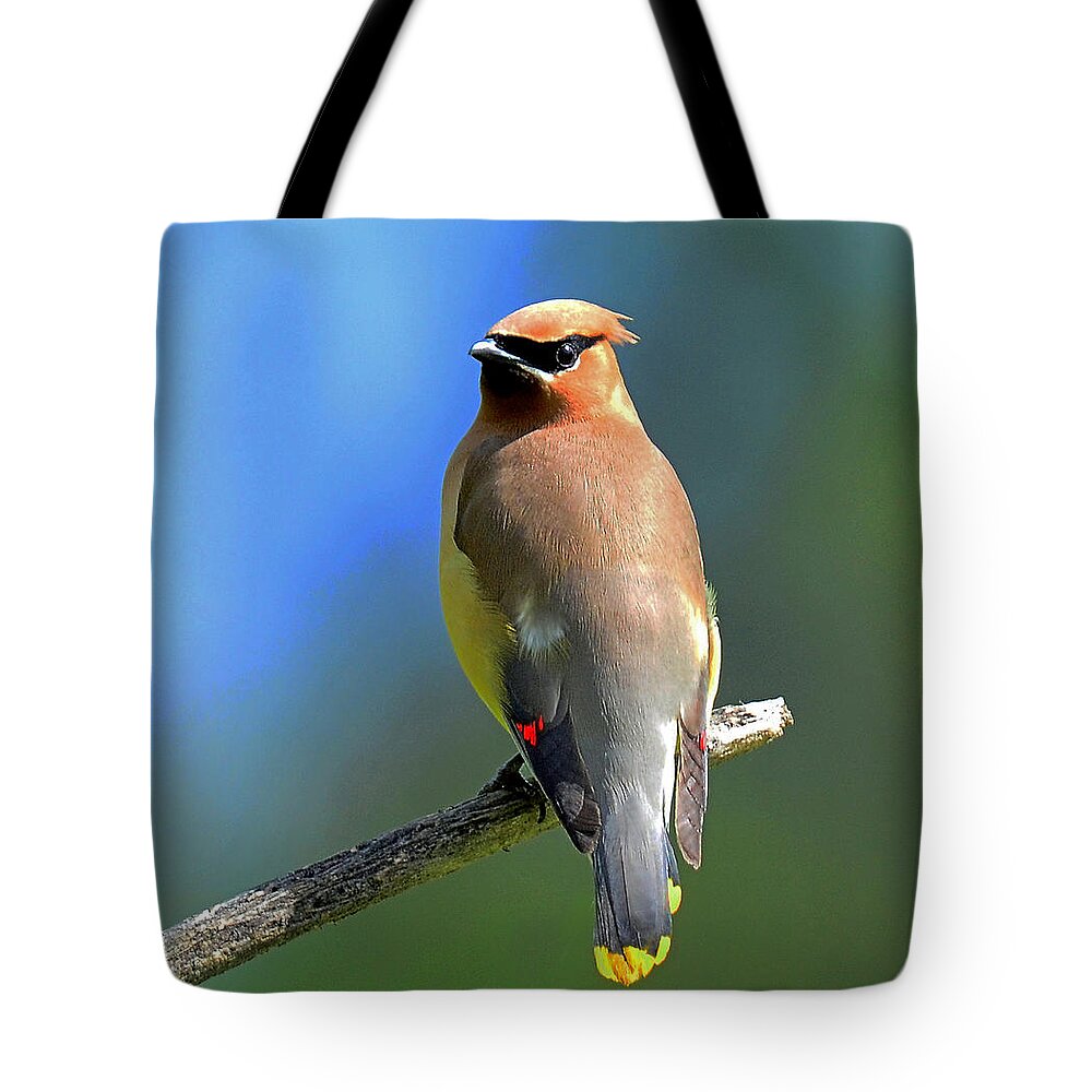 Waxwing Tote Bag featuring the photograph Gorgeous Cedar Waxwing by Rodney Campbell