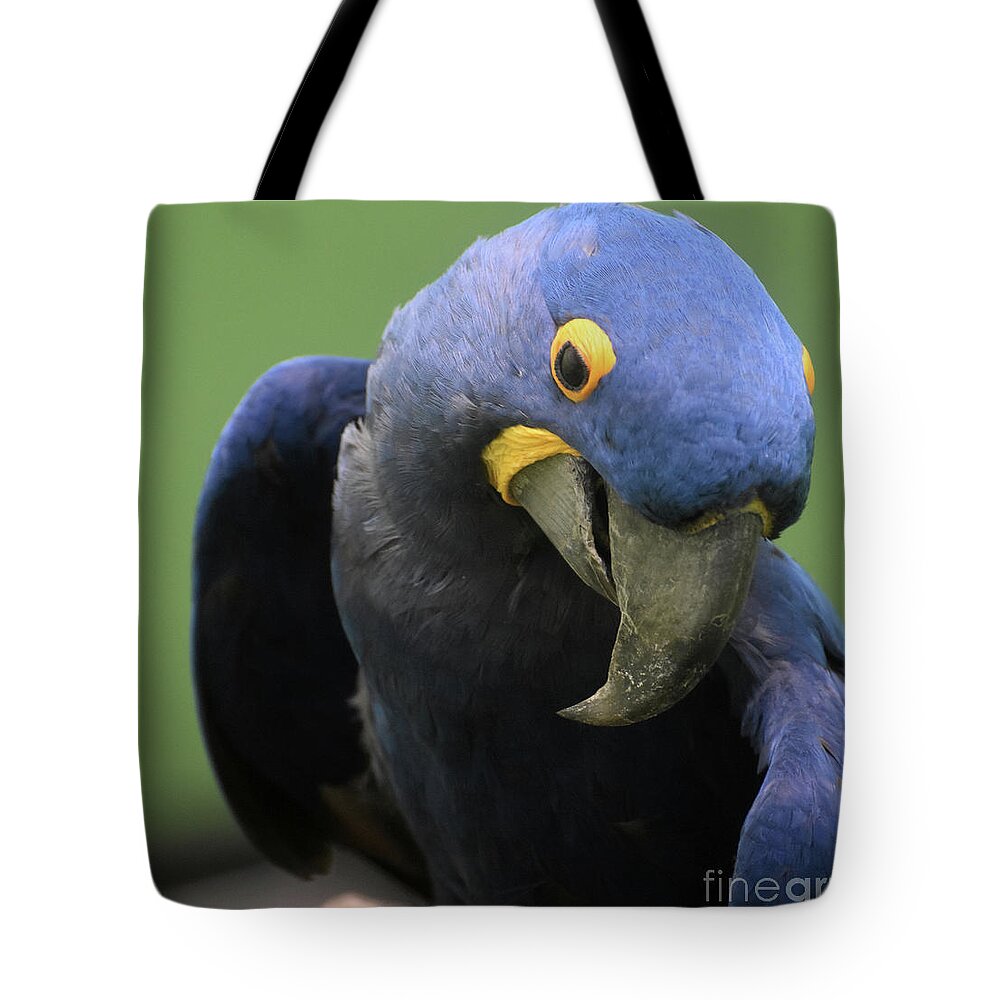 Hyacinth-macaw Tote Bag featuring the photograph Gorgeous Close Up of the Face of a Hyacinth Macaw by DejaVu Designs