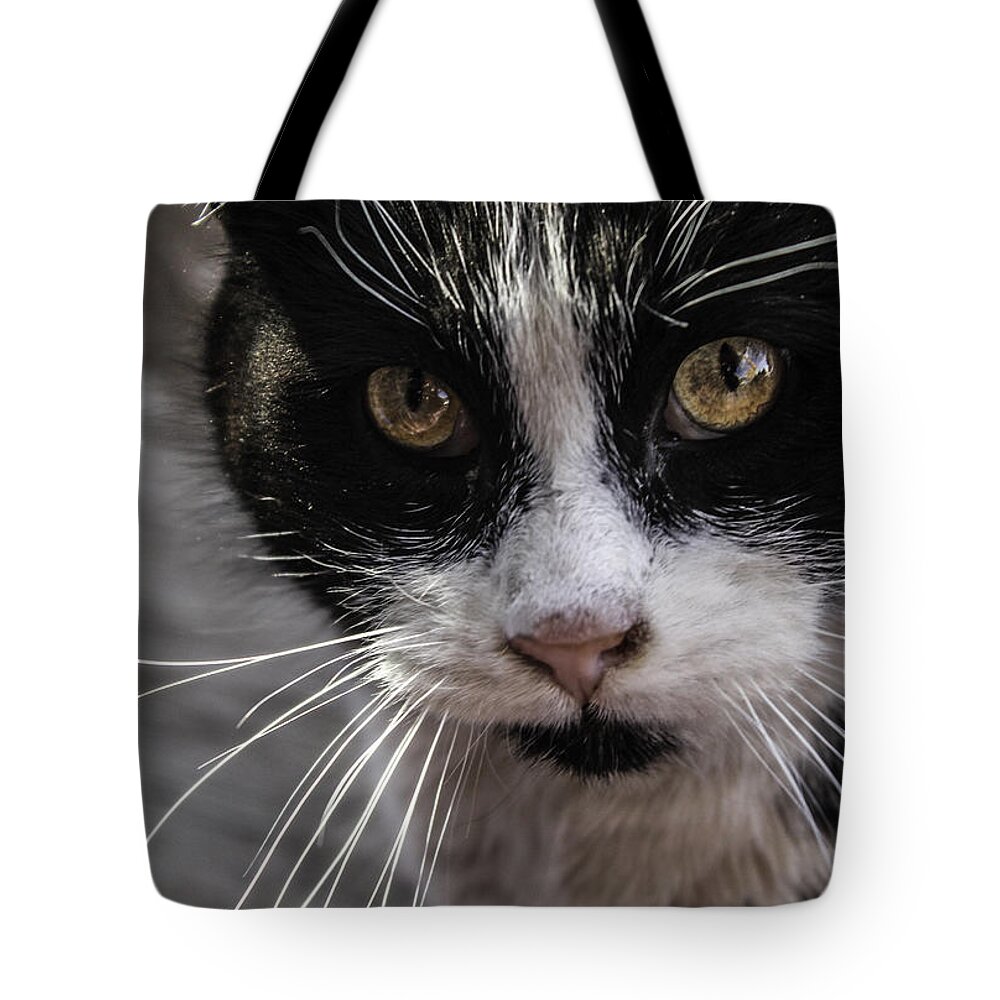 Cats Tote Bag featuring the photograph Gorgeous close up by Sandra Dalton