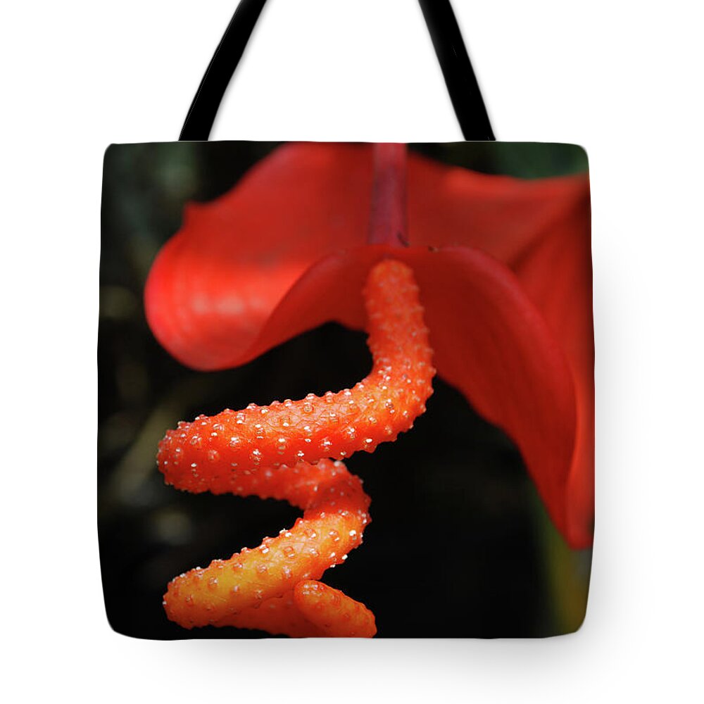 Tropical-flower Tote Bag featuring the photograph Gorgeous Orange Tropical Flower Blossom by DejaVu Designs