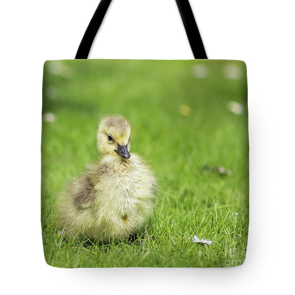 Gosling Tote Bag featuring the photograph Gosling by Eva Lechner