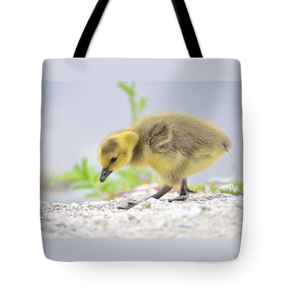 Gosling Tote Bag featuring the photograph Gosling by Kathy King
