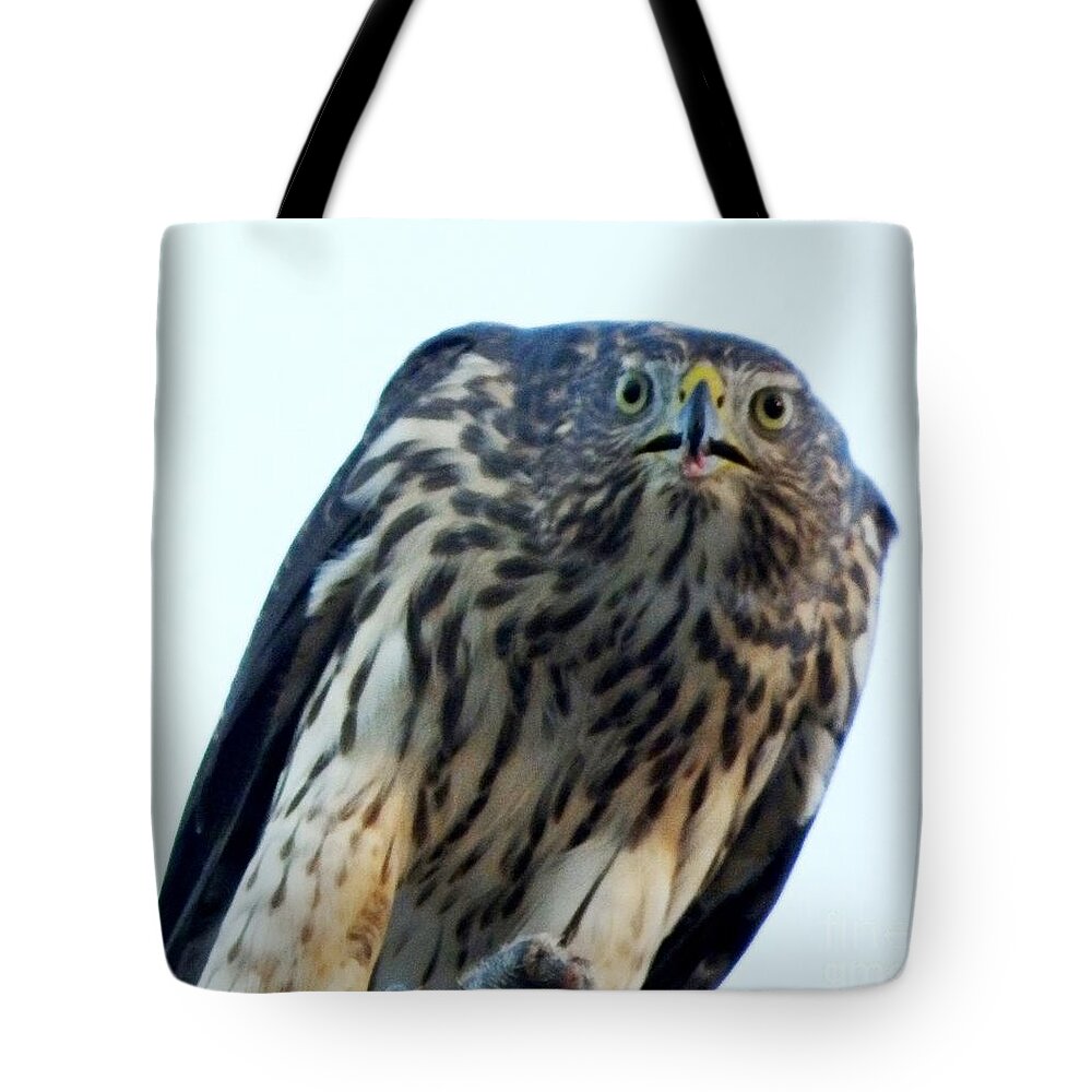 Baby Hawk Tote Bag featuring the painting Got My Eyes on You by Jayne Kerr