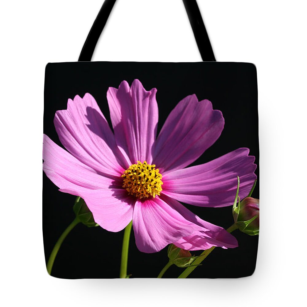 Bright Tote Bag featuring the photograph Graceful Cosmo by Tammy Pool