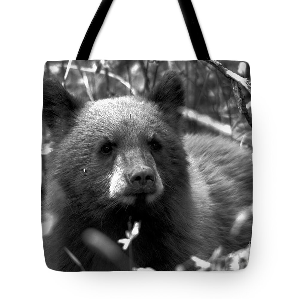 Black Bear Tote Bag featuring the photograph Grand Teton Black Bear Cub Black And White by Adam Jewell