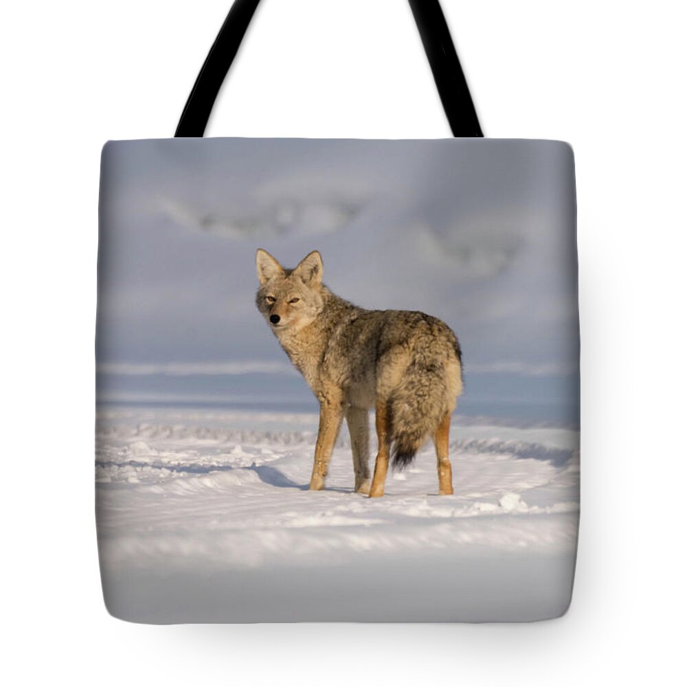 Coyote Tote Bag featuring the photograph Grand Teton Coyote by Jody Partin