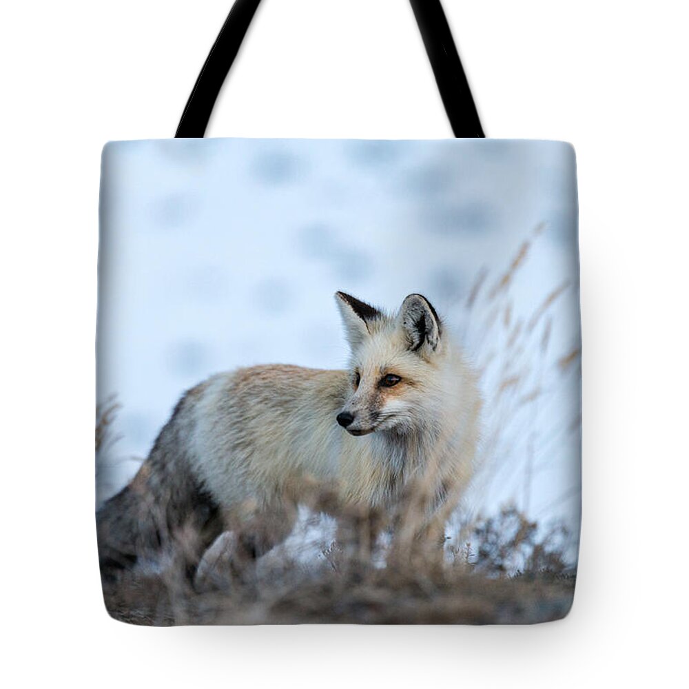Fox Tote Bag featuring the photograph Grand Teton Fox by Serge Skiba