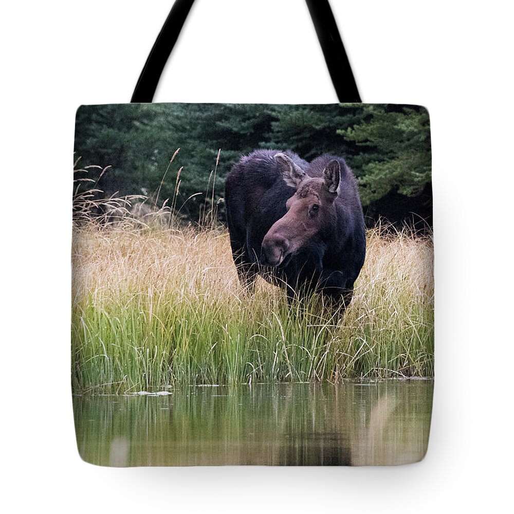 Moose Tote Bag featuring the photograph Grand Teton Moose by Jennifer Ancker