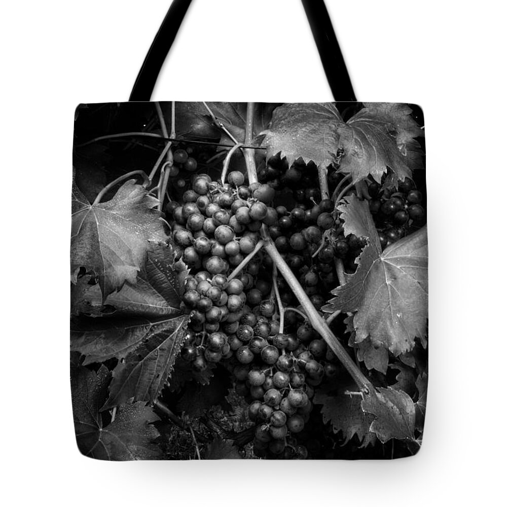 Chambourcin Tote Bag featuring the photograph Grapes in Black and White by Greg and Chrystal Mimbs