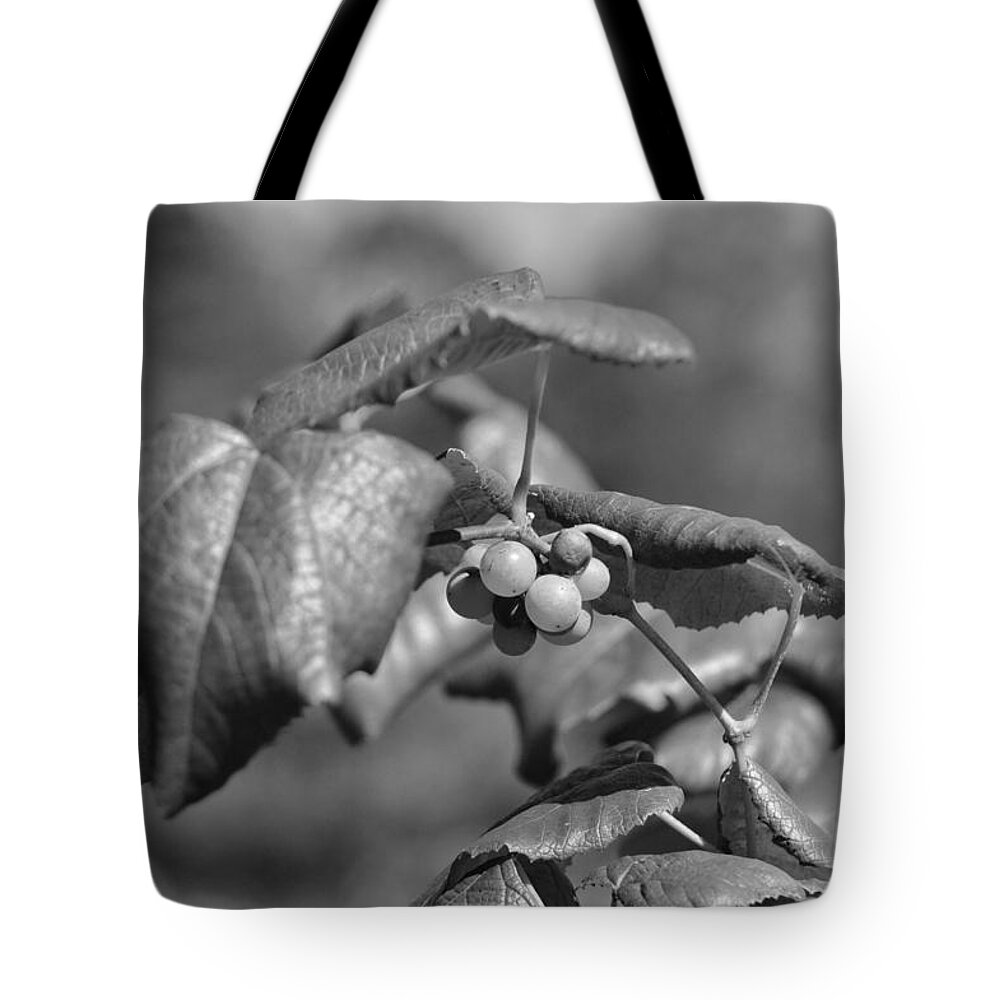 Grapes Tote Bag featuring the photograph Grapes on the vine by Joseph Caban