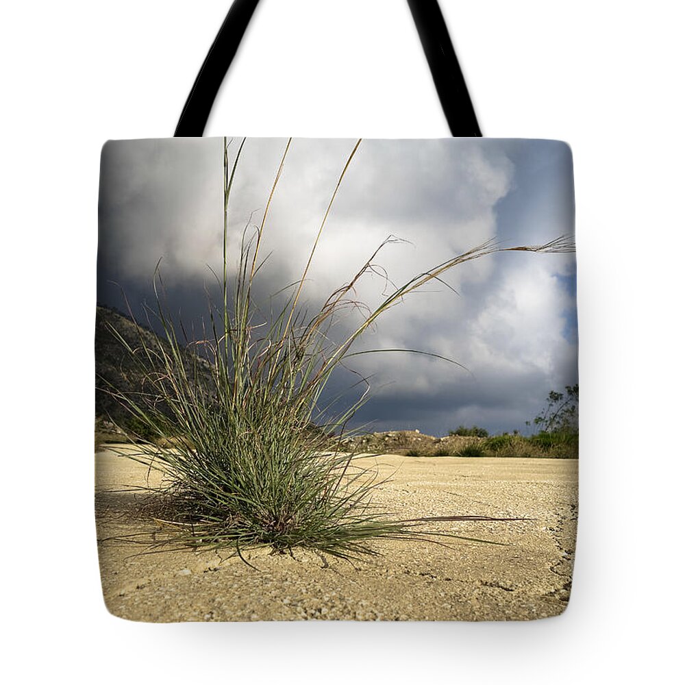 Grass Tote Bag featuring the photograph Grass growing out of crack in tarmac by Perry Van Munster