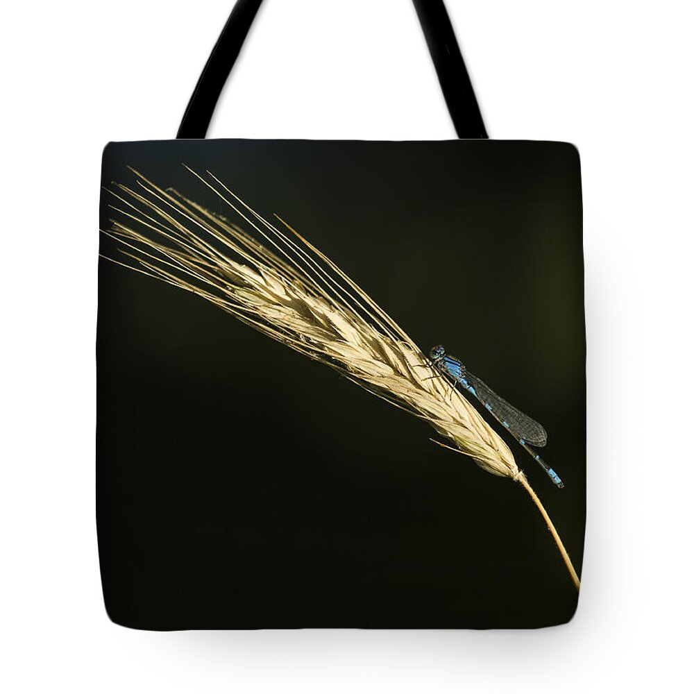Enallagma Cyathigerum (common Blue Damselfly Tote Bag featuring the photograph Grass with Blue Damsel by Thomas Young