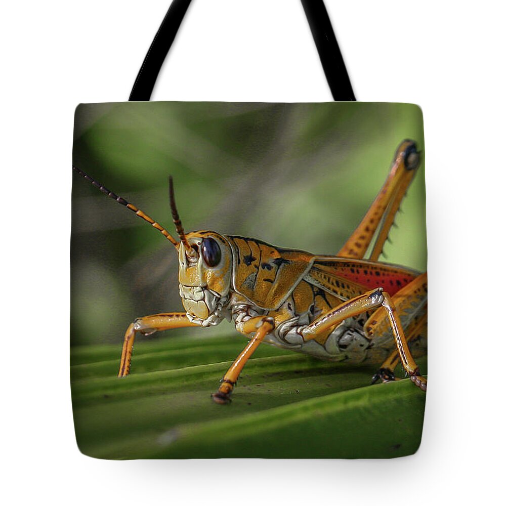 Grasshopper Tote Bag featuring the photograph Grasshopper and Palm Frond by Tom Claud