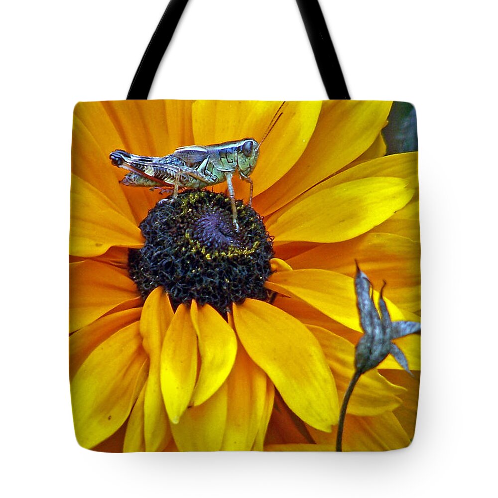 Insects Tote Bag featuring the photograph Grasshopper and Susan by Jennifer Robin